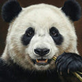 Giant Panda Close-Up Mural Wallpaper — Realistic Animal Portrait Mural Wallpaper - room preview 04