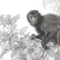 Spider Monkey Pencil Sketch Mural Wallpaper — Artistic Nature Art Mural Wallpaper - room preview 04