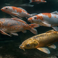 Zen Koi Pond Mural Wallpaper — Moody Aquatic Illustration Mural Wallpaper - room preview 04