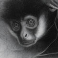 Intricate Monkey Pencil Sketch Mural Wallpaper — Artistic Monochrome Mural Wallpaper - room preview 04