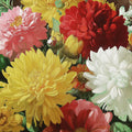 Chrysanthemum Oil Painting Mural Wallpaper — Colorful Botanical Mural Wallpaper - room preview 04