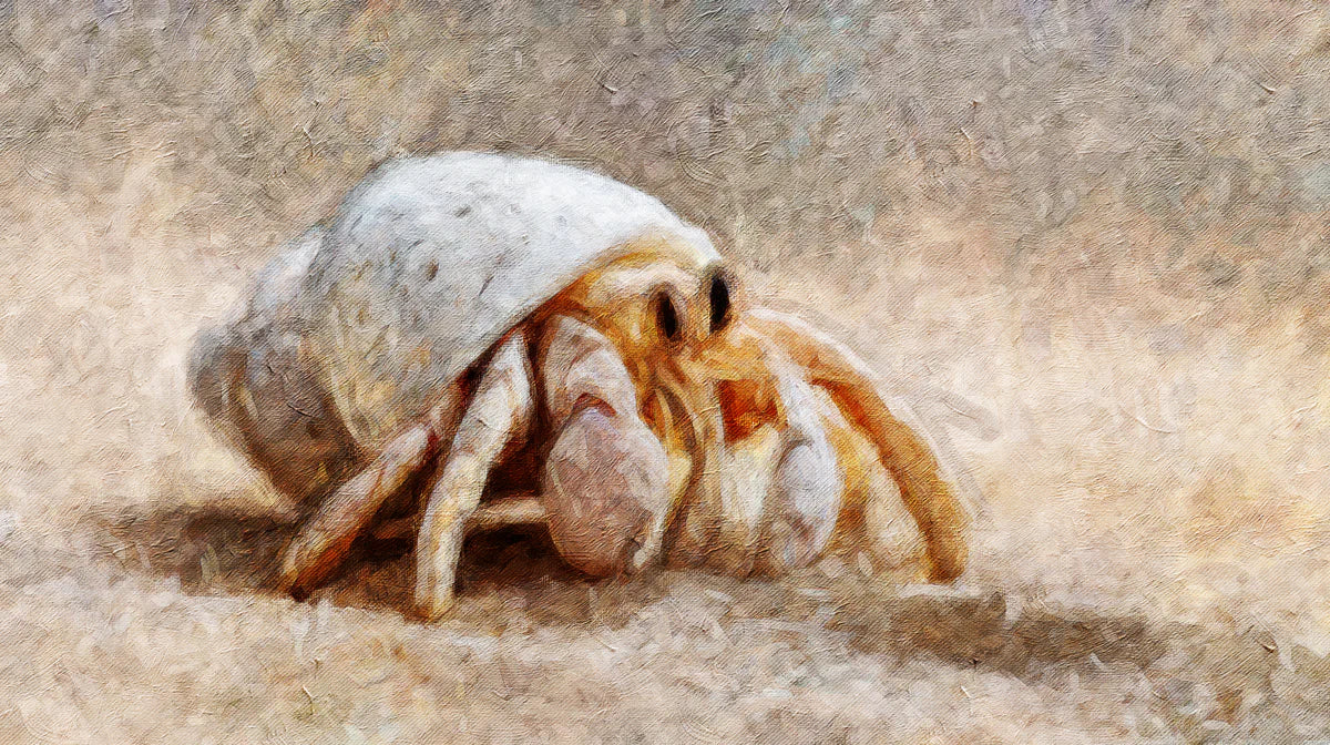 Hermit Crab Impressionist Oil Mural Wallpaper — Coastal Art Decor Mural Wallpaper - room preview 04