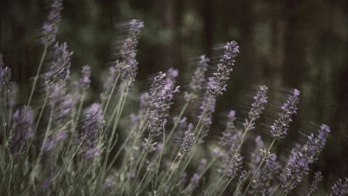 Blurred Lavender Field Mural Wallpaper — Moody Nature Wall Decor Mural Wallpaper - room preview 04