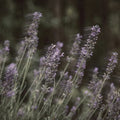Blurred Lavender Field Mural Wallpaper — Moody Nature Wall Decor Mural Wallpaper - room preview 04