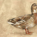 Mallard Duck Nature Illustration Mural Wallpaper — Vintage Art Style Mural Wallpaper - room preview 04