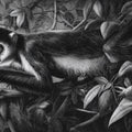 Colobus Monkey Jungle Mural Wallpaper — Monochrome Etching Design Mural Wallpaper - room preview 04