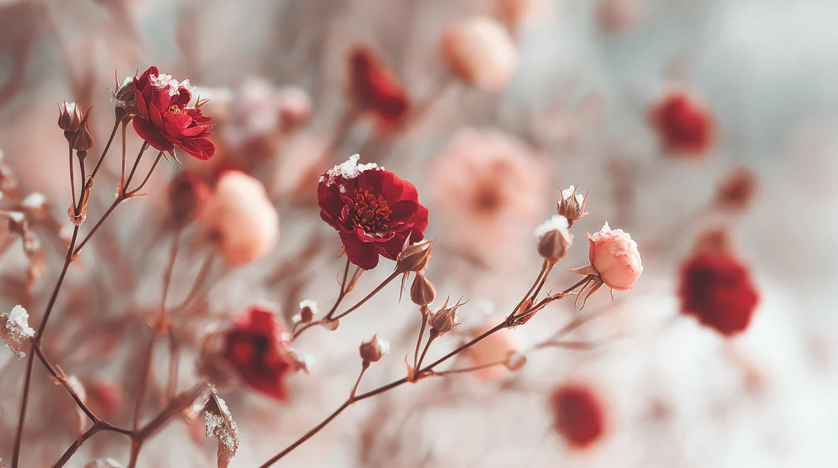 Winter Rose Garden Mural Wallpaper — Soft Frosted Floral Design Mural Wallpaper - room preview 04