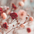 Winter Rose Garden Mural Wallpaper — Soft Frosted Floral Design Mural Wallpaper - room preview 04