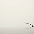 Zen Branch Reflection Mural Wallpaper — Minimalist Ink Silhouette Mural Wallpaper - room preview 04