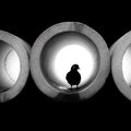 Urban Bird Silhouette Mural Wallpaper — Minimalist Photography Mural Wallpaper - room preview 04