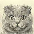 Scottish Fold Cat Illustration Mural Wallpaper — Hand-Drawn Style Mural Wallpaper - room preview 04