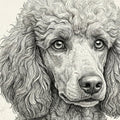 Poodle Portrait Mural Wallpaper in Fine Charcoal Line Art Mural Wallpaper - room preview 04