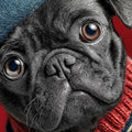 Charming Pug in a Beret Mural Wallpaper — Whimsical Portrait Mural Wallpaper - room preview 04