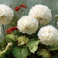 White Pom-Pom Dahlia Mural Wallpaper — Botanical Impressionist Art Mural Wallpaper - room preview 04
