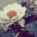Engraved Peony Blossom Mural Wallpaper — Vintage Botanical Art Mural Wallpaper - room preview 04