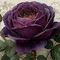 Midnight Rose Floral Mural Wallpaper — Romantic Baroque Style Mural Wallpaper - room preview 04