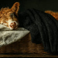 Sleeping Highland Calf Mural Wallpaper —Cozy Artistic Wall Mural Mural Wallpaper - room preview 04
