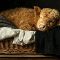 Sleeping Highland Calf Mural Wallpaper —Artistic Farmhouse Decor Mural Wallpaper - room preview 04