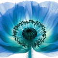 X-Ray Blue Poppy Macro Mural Wallpaper - room preview 04