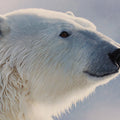 Arctic Polar Bear Portrait Mural Wallpaper — Wildlife Fine Art Mural Wallpaper - room preview 04