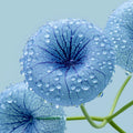 Dewy Blue Botanical Mural Wallpaper — Minimalist Nature Mural Wallpaper - room preview 04