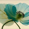 Ethereal Blue Poppy Botanical Mural Wallpaper - room preview 04