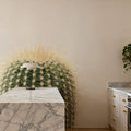 Desert Treasures I Mural Wallpaper - room preview 04