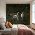 Swans Family Mural Wallpaper - room preview 04