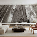 Ancient Redwood Forest Mural Wallpaper - room preview 04