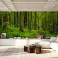 Emerald Woodland Path Mural Wallpaper - room preview 04