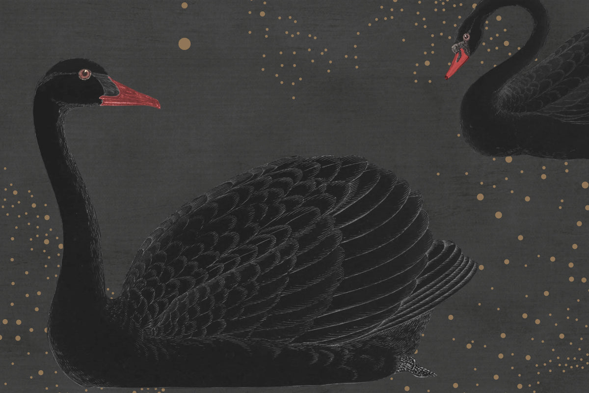 Cygne, Noir Mural Wallpaper - room preview 04