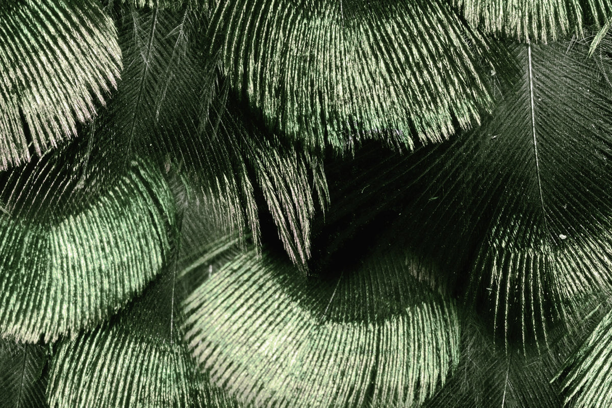 Petite Peackock Plumage, Jade Mural Wallpaper - room preview 04