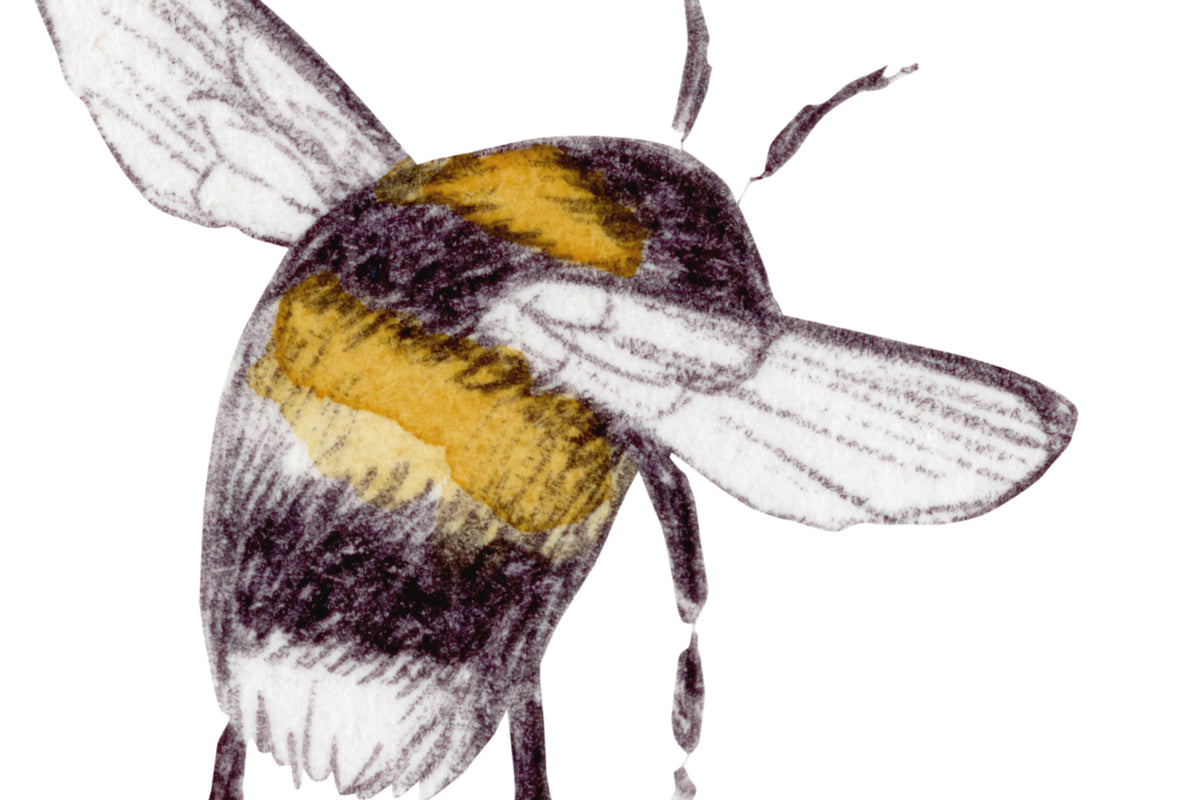 Bumblebee, White Mural Wallpaper - room preview 04