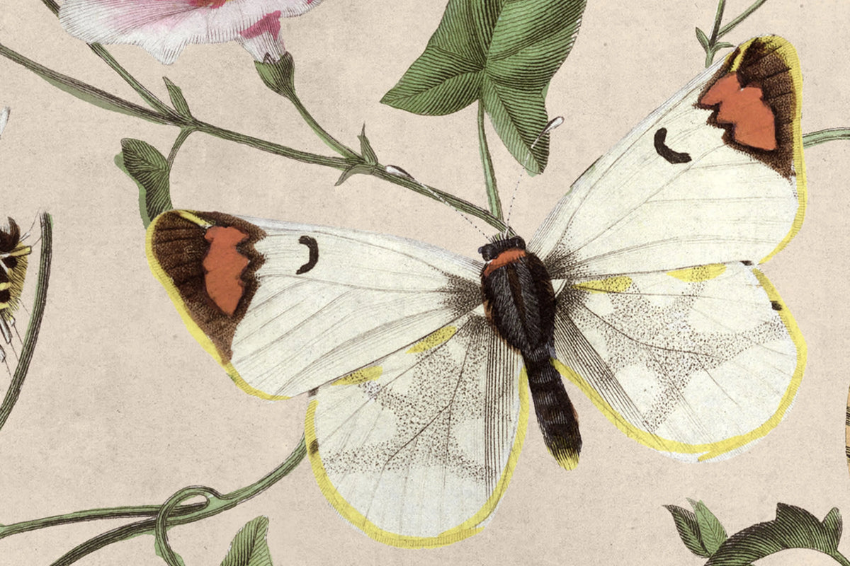 Butterflies, Color Mural Wallpaper - room preview 04