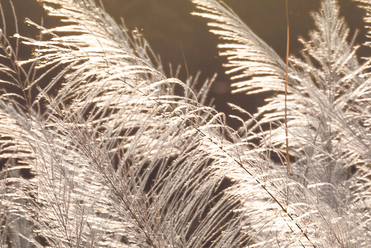 Winter Straw Mural Wallpaper - room preview 04