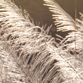 Winter Straw Mural Wallpaper - room preview 04