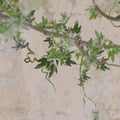 Curly Trees Mural Wallpaper - room preview 04