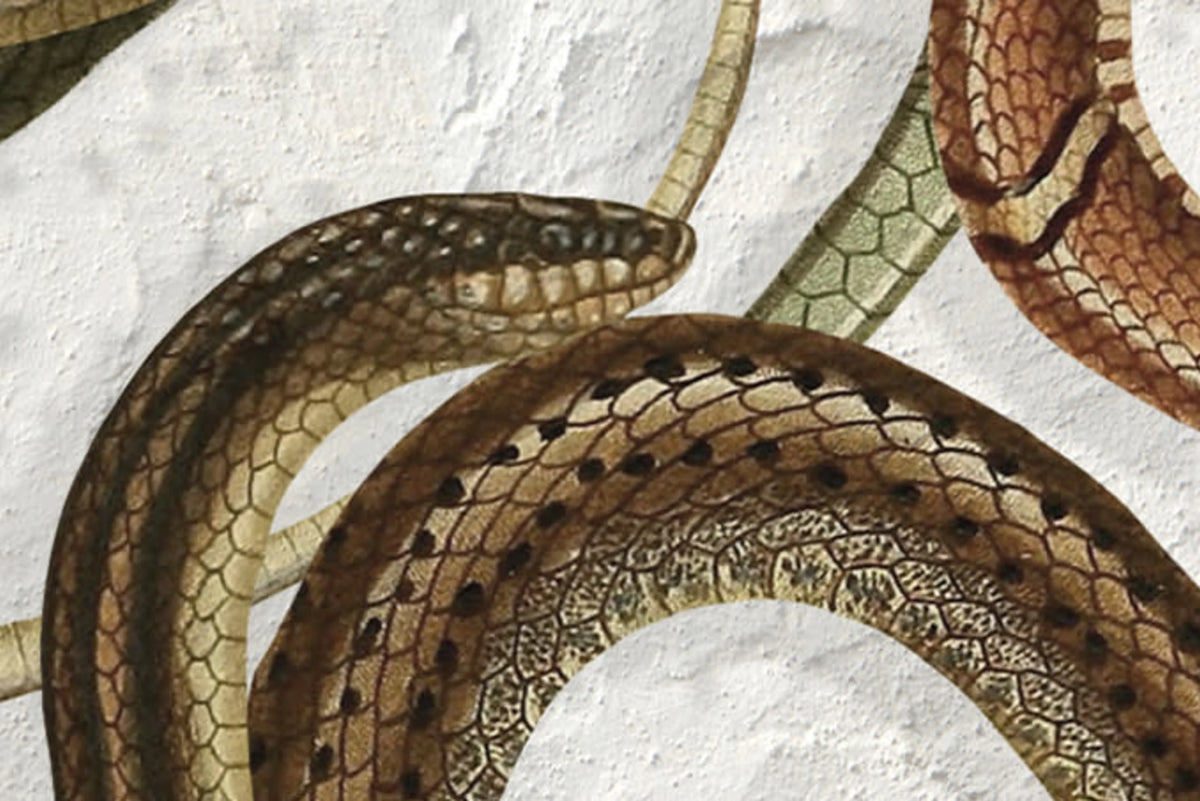 Snakey, Graphite Mural Wallpaper - room preview 04