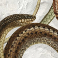 Snakey, Graphite Mural Wallpaper - room preview 04