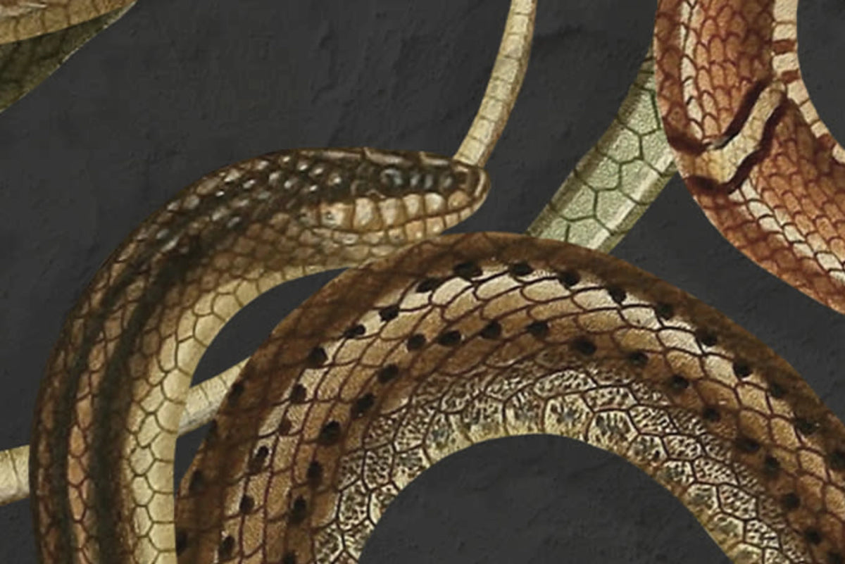 Snakey, Black Mural Wallpaper - room preview 04