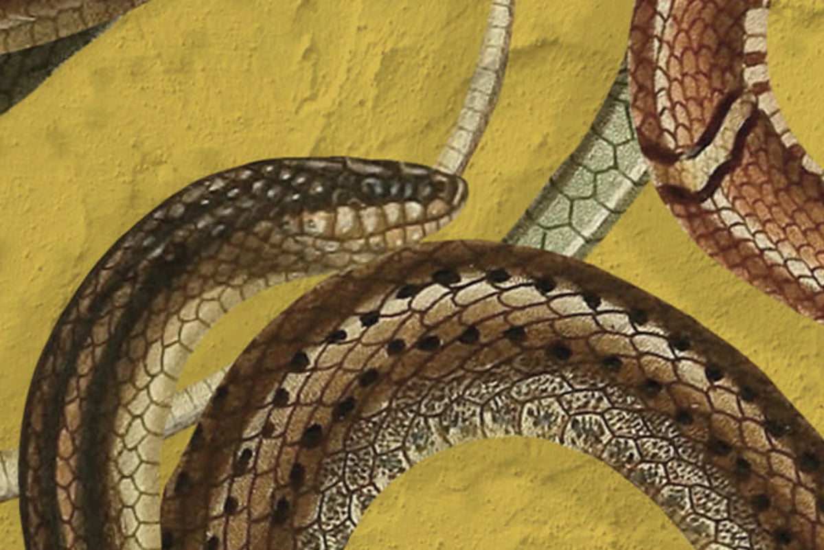 Snakey, Yellow Mural Wallpaper - room preview 04