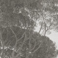 Pine Wood, Gray Mural Wallpaper - room preview 04