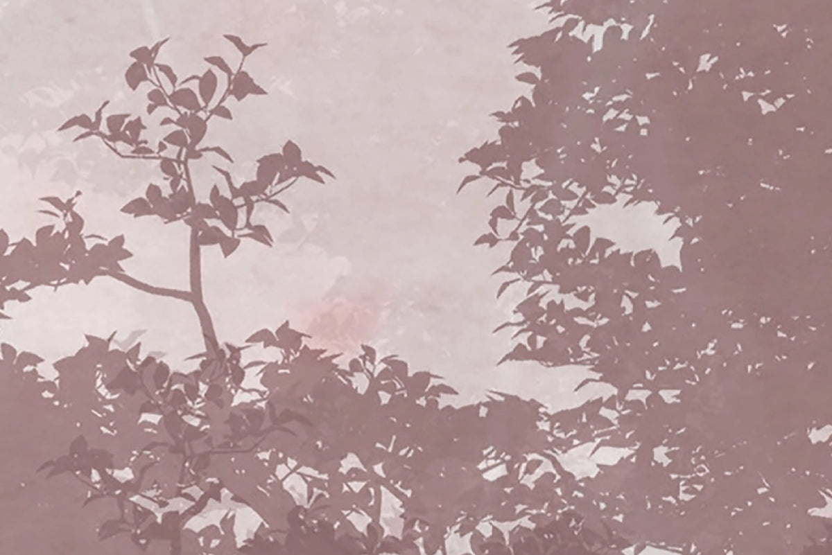 Silent Woods, Autumn Mural Wallpaper - room preview 04