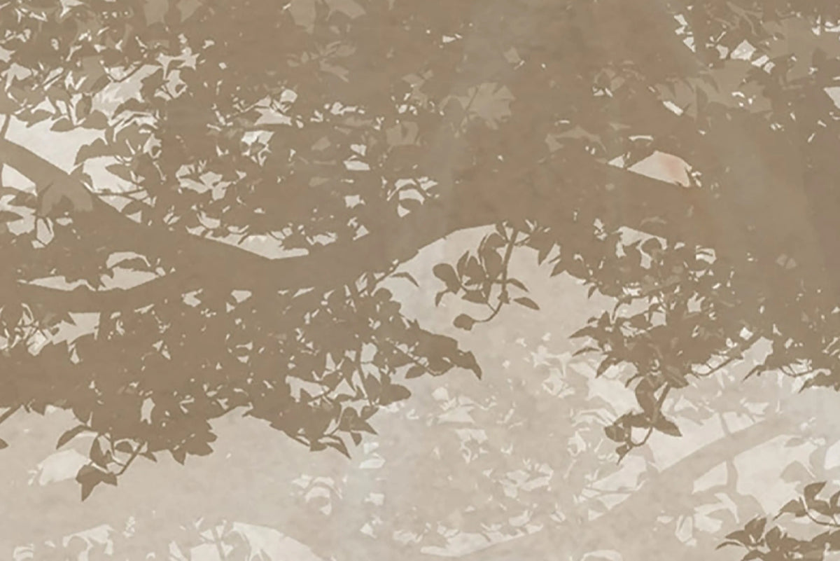 Silent Woods, Sunset Mural Wallpaper - room preview 04