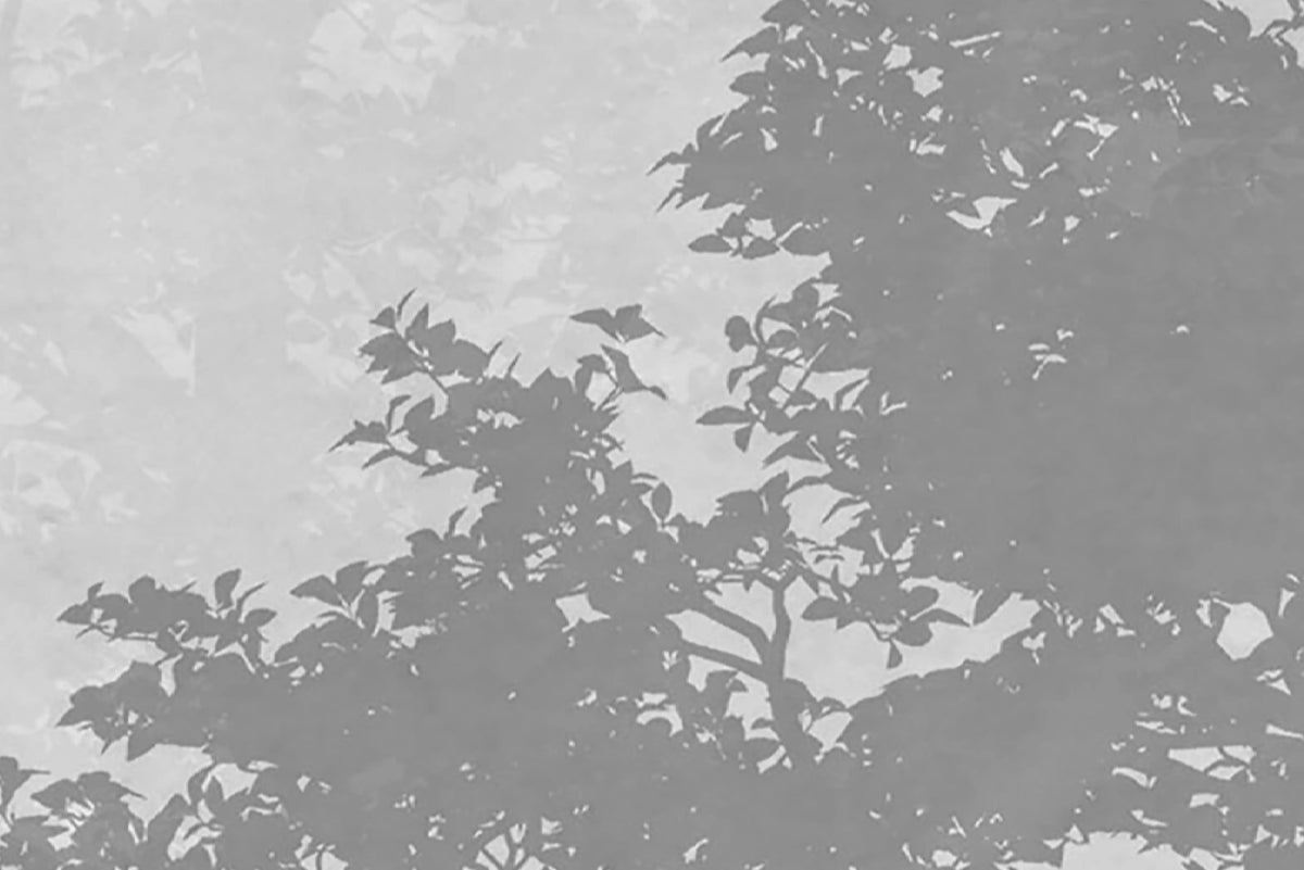Silent Woods, Nightfall Mural Wallpaper - room preview 04