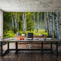 Young Birches Mural Wallpaper - room preview 05