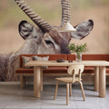 Waterbuck Portrait Mural Wallpaper - room preview 05