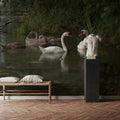 Swans Family Mural Wallpaper - room preview 05