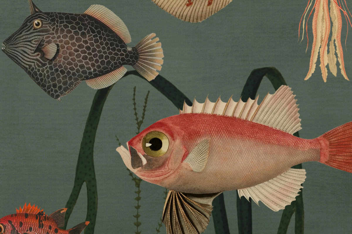 Aquatic Life, Oxygen Mural Wallpaper - room preview 05