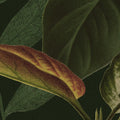 Mischievous Jungle, Lush Mural Wallpaper - room preview 05